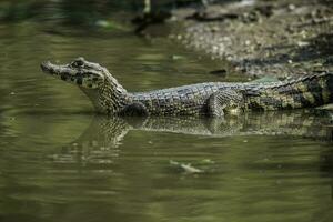 Broad snouted caiman,Caiman latirostris baby, Pantanal, Mato Grosso, Brazil. photo