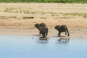 carpinchos familia en un playa, bancos de cuaiabá río, Pananal, mato asqueroso, Brasil foto