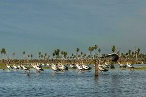 Maguari Stork flock, in wetland environment, La Estrella Marsh, Formosa Province, Argentina. photo