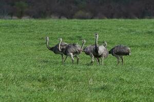 Greater Rhea, Rhea americana, in Pampas coutryside environment, La Pampa province, ,Brazil. photo