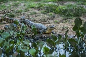 Broad snouted caiman,Caiman latirostris baby, Pantanal, Mato Grosso, Brazil. photo