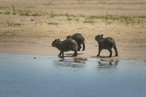 carpinchos familia en un playa, bancos de cuaiabá río, Pananal, mato asqueroso, Brasil foto