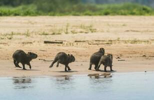 carpinchos familia en un playa, bancos de cuaiabá río, Pananal, mato asqueroso, Brasil foto