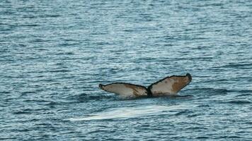 jorobado ballena buceo, megápteros novaeangliae,antrtica. foto