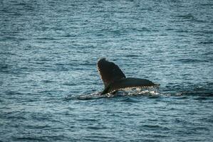 jorobado ballena buceo, megápteros novaeangliae,antrtica. foto