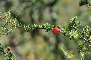 Piquilln, fruits in the Caldn Forest,Pampas, Patagonia,Argentina photo