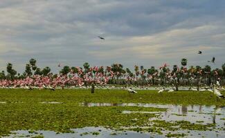 Maguari Stork  Ciconia maguari  and roseate spoonbill, in wetland environment, La Estrella Marsh, Formosa Province, Argentina. photo