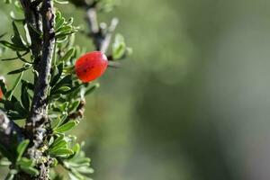 piquilln, frutas en el caldero bosque, pampa, patagonia,argentina foto