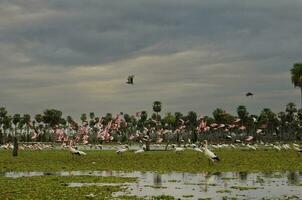 Maguari Stork  Ciconia maguari  and roseate spoonbill, in wetland environment, La Estrella Marsh, Formosa Province, Argentina. photo