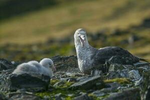 Antartic giant petrel, Hannah Point,Livingston island, South Shetlands , Antrtica photo