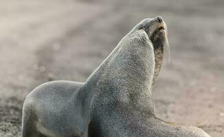 antártico piel sellolarctophoca gacela, un playa, antártico península. foto