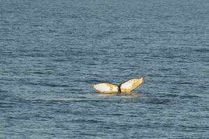 Humpback whale diving,Megaptera novaeangliae,Antrtica. photo