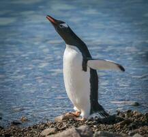 gentoo pingüino en neko puerto, península antártica. foto