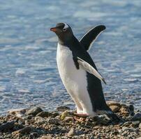 Gentoo Penguin in Neko Harbour, Pennsula Antrtica. photo