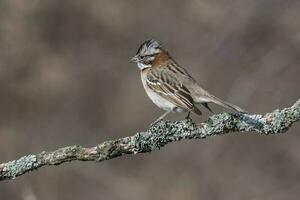 Rufous collared Sparrow,in Caldn forest environment, Patagonia, Argentina photo