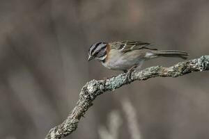 Rufous collared Sparrow,in Caldn forest environment, Patagonia, Argentina photo