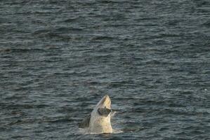 Sohutern Derecha ballena saltando, en peligro de extinción especies, patagonia,argentina foto