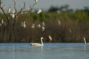 Coscoroba swan swimming in a lagoon , La Pampa Province, Patagonia, Argentina. photo