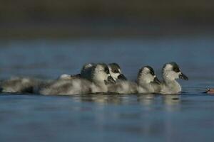 Coscoroba swan cygnets  swimming in a lagoon , La Pampa Province, Patagonia, Argentina. photo