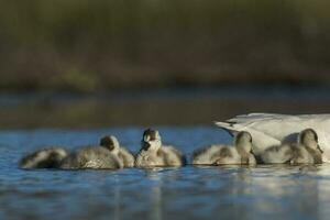 Coscoroba swan cygnets  swimming in a lagoon , La Pampa Province, Patagonia, Argentina. photo