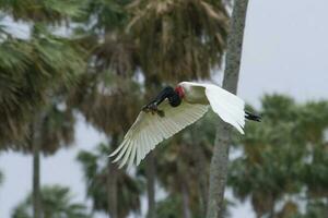 Jabiru Stork in flight, in wetland environment, La Estrella Marsh, Formosa Province, Argentina. photo