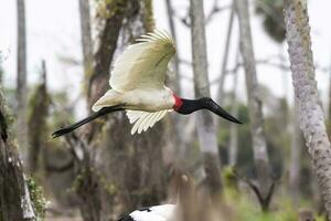 Jabiru Stork in flight, in wetland environment, La Estrella Marsh, Formosa Province, Argentina. photo