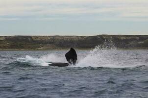 Sohutern Derecha ballena saltando, en peligro de extinción especies, patagonia,argentina foto