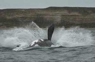 Sohutern right whale jumping, endangered species, Patagonia,Argentina photo