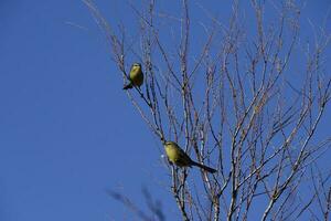 Greater Wagtail tyrant, caldn forest,La Pampa, Argentina photo