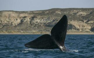 Whale tail out of water, Peninsula valdes,Patagonia,Argentina. photo