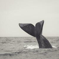 Whale tail out of water in pastel tone,  Patagonia,Argentina photo