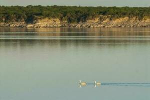 Coscoroba swan swimming in a lagoon , La Pampa Province, Patagonia, Argentina. photo