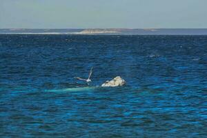 Sohutern Derecha ballena cola, península Valdés, chubut, patagonia,argentina foto