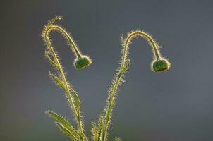 Trichomes on the stem of a wildflower with a bud, Calden forest, La Pampa Argentina photo