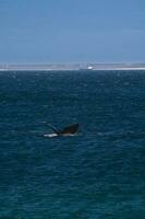 Sohutern right whale tail,Peninsula Valdes, Chubut, Patagonia,Argentina photo