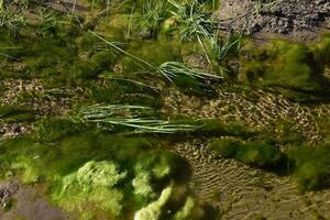 Green algae in aquatic environment , Patagonia, Argentina. photo