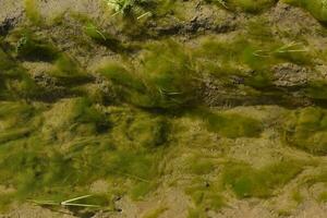 Green algae in aquatic environment , Patagonia, Argentina. photo