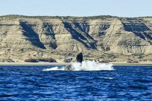 Derecha ballena saltando,península Valdés, Patagonia , argentina foto