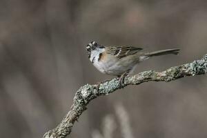 Rufous collared Sparrow,in Caldn forest environment, Patagonia, Argentina photo