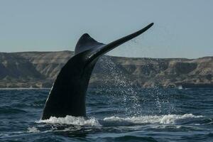 Sohutern right whale tail,Peninsula Valdes, Chubut, Patagonia,Argentina photo