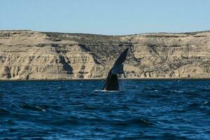 Sohutern right whale  lob tailing, endangered species, Peninsula Valdes, Patagonia,Argentina photo