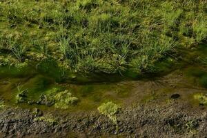 Green algae in aquatic environment , Patagonia, Argentina. photo