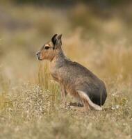 Patagonian cavi in Pampas grassland environment, La Pampa Province, , Patagonia , Argentina photo