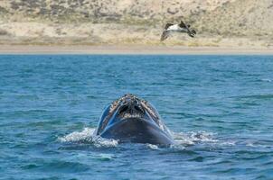 Southern Right whale jumping, Peninsula Valdes Patagonia , Argentina photo