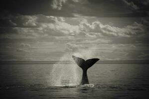 Southern Right whale tail , Peninsula Valdes Patagonia , Argentina photo