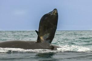 Southern Right whale pectoral fin , Peninsula Valdes Patagonia , Argentina photo