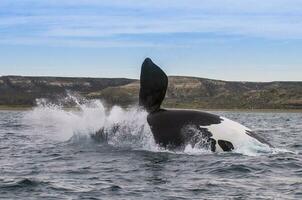 Southern Right whale jumping , Peninsula Valdes Patagonia , Argentina photo