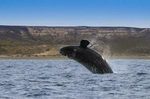 del Sur Derecha ballena saltando , península valdés Patagonia , argentina foto