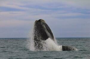 Southern Right whale jumping , Peninsula Valdes Patagonia , Argentina photo