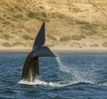 Southern Right whale tail , Peninsula Valdes Patagonia , Argentina photo